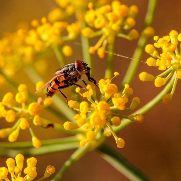 Imagem de Chá De Erva Doce - Pimpinella Anisum L. - 100G