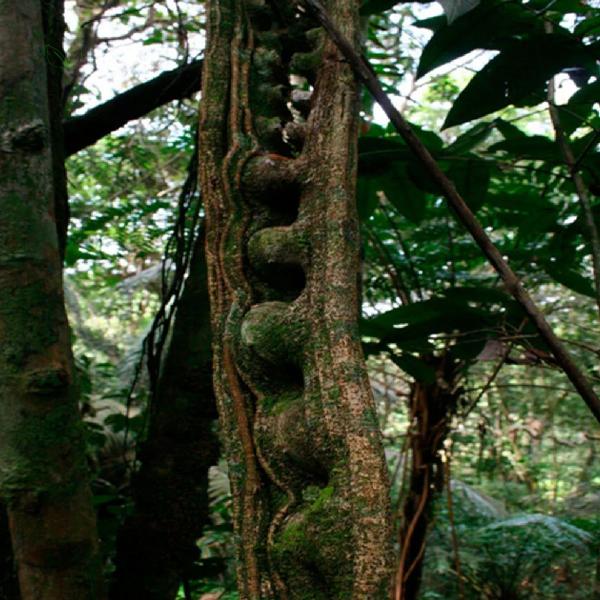 Imagem de Chá de Escada de Macaco  Bauhinia Angulosa Vogel  100g