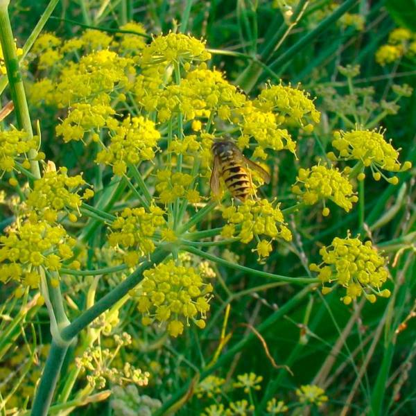 Imagem de Chá De Funcho - Foeniculum Vulgare Miller - 100G