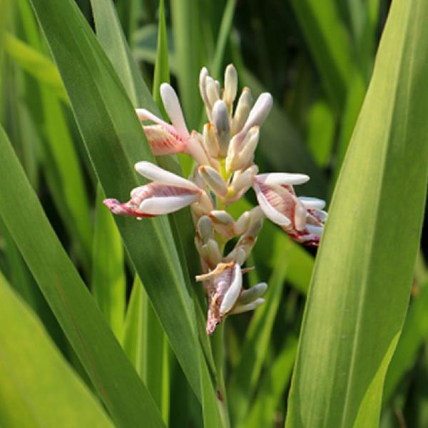 Imagem de Chá de Galanga  Alpinia officinarum Hance  50g