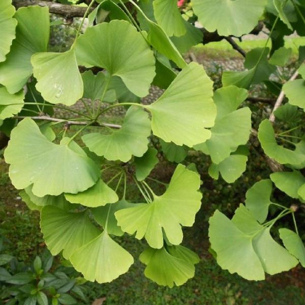 Chá de Ginkgo Biloba - Ginkgo biloba L. - 100g - Rocha Saúde Imagem de Chá de Ginkgo Biloba - Ginkgo biloba L. - 100g