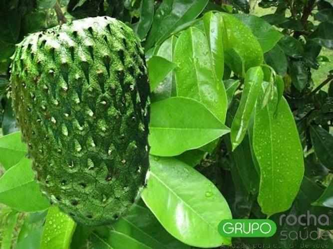 Chá De Graviola 100 Gramas - Grupo Rocha Saúde Imagem de Chá De Graviola 100 Gramas