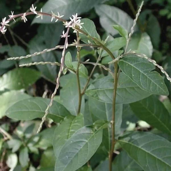 Imagem de Chá De Guiné - Petiveria Alliacea - 100G