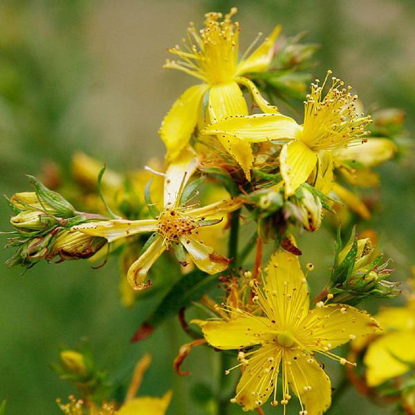 Chá de Hipérico - Erva de São João - Hypericum Perforatum L. - 50g - Rocha Saúde Imagem de Chá de Hipérico - Erva de São João - Hypericum Perforatum L. - 50g