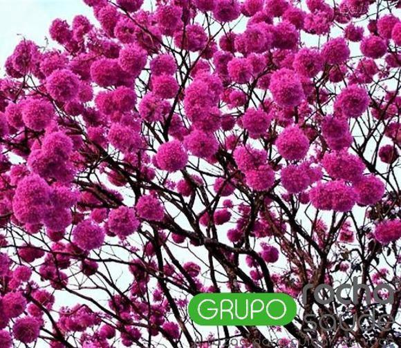 Imagem de Chá De Ipê Roxo Orgânico 100 Gramas