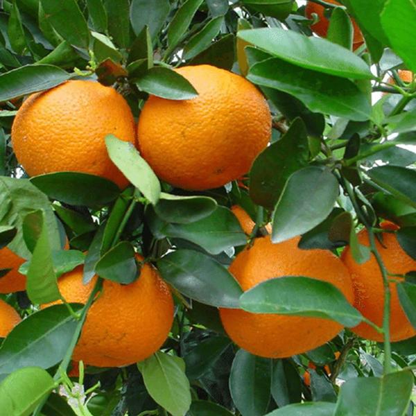 Imagem de Chá De Laranja - Citrus Sinensis - 100G