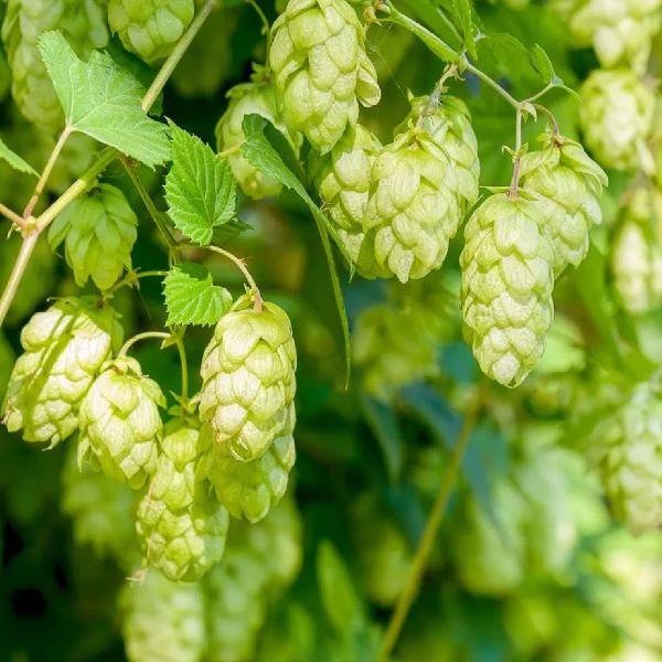 Imagem de Chá de Lúpulo - Humulus Lupulus L. - 50g