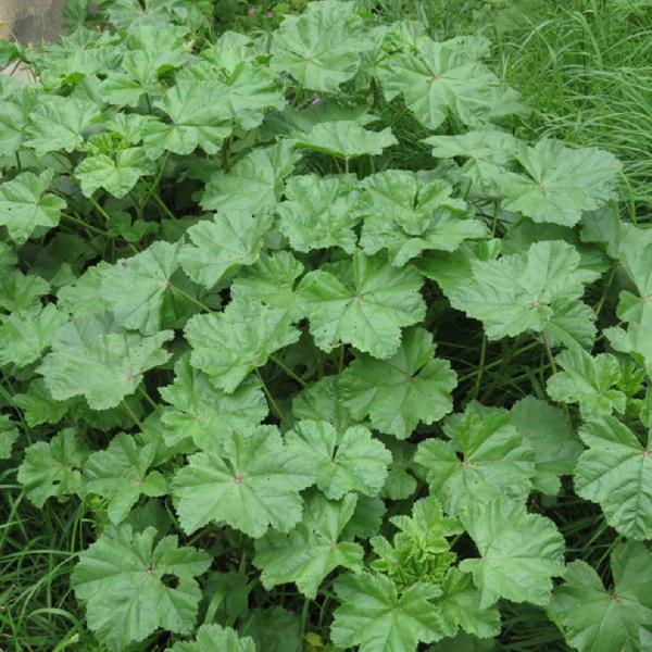 Imagem de Chá de Malva verde - Malva sylvestris - 100g