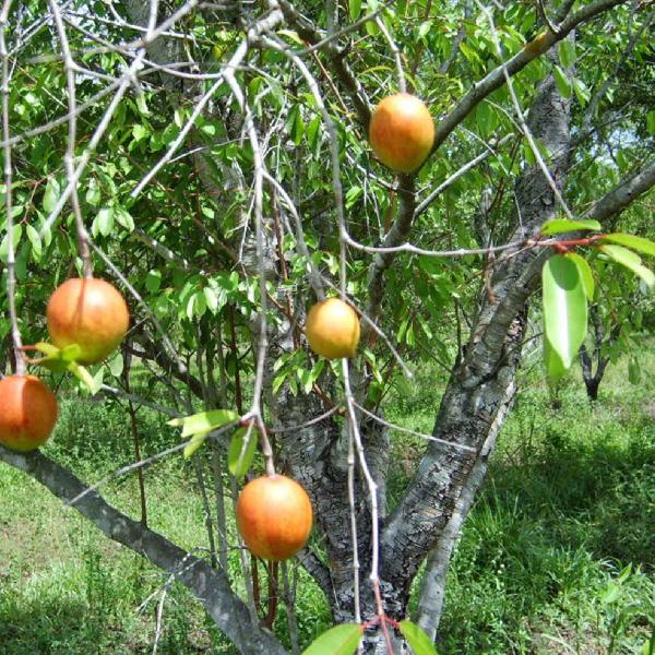 Imagem de Chá de Mangaba - Casca - Hancornia Speciosa - 100g