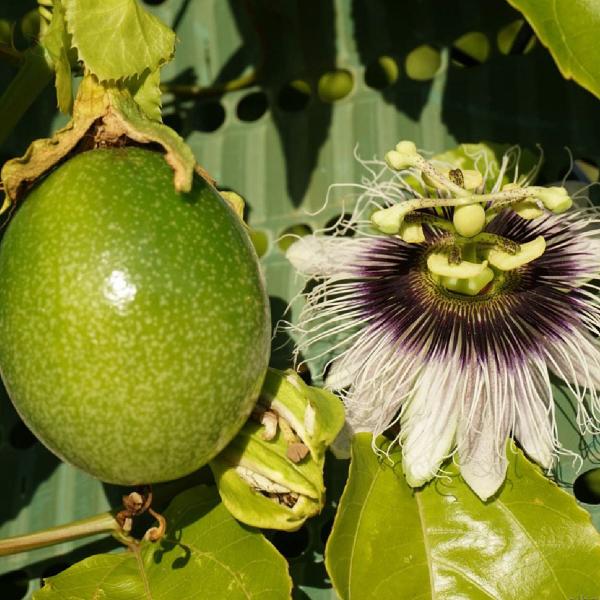 Chá de Maracujá - Passiflora alata Dryander - 100g - Rocha Saúde Imagem de Chá de Maracujá - Passiflora alata Dryander - 100g