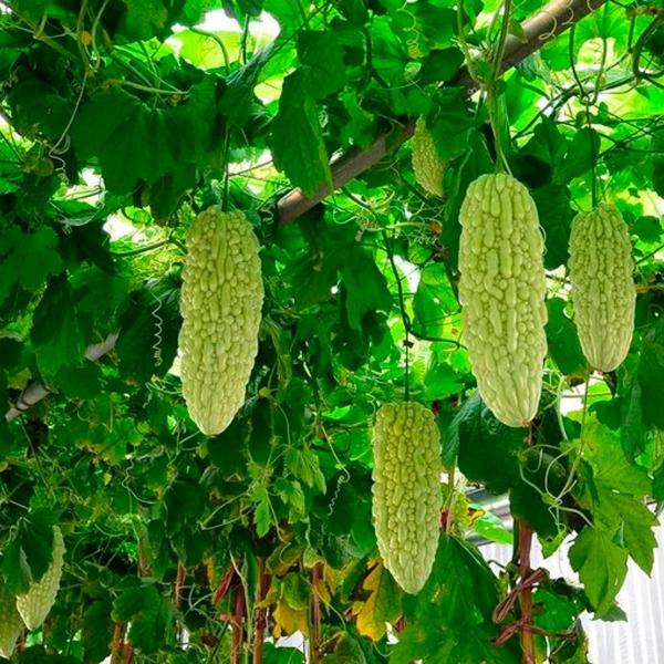 Chá De Melão De São Caetano 100 Natural - 100G - Rocha Saùde Imagem de Chá De Melão De São Caetano 100 Natural - 100G