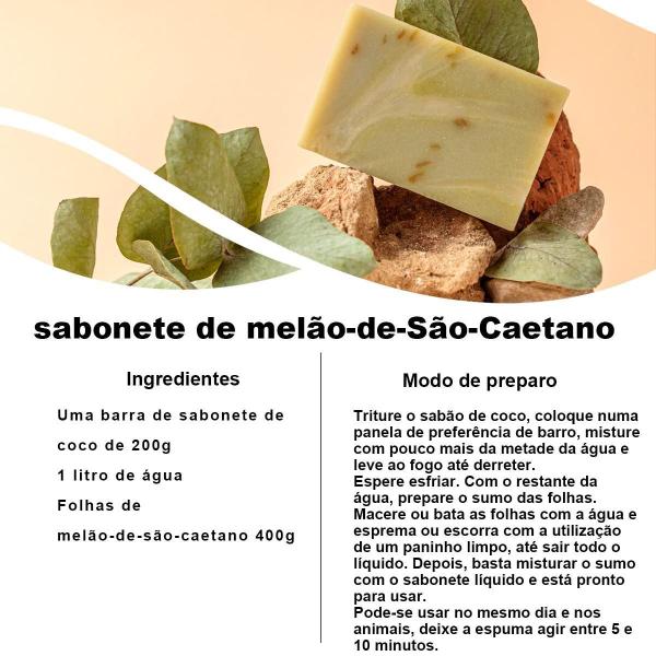 Chá De Melão De São Caetano 100 Natural - 100G - Rocha Saùde Imagem de Chá De Melão De São Caetano 100 Natural - 100G