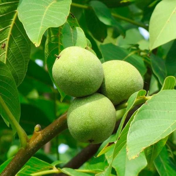 Imagem de Chá De Nogueira - Juglans Regia - 100G