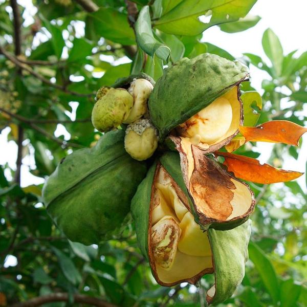 Imagem de Chá De Nóz De Cola - Cola Nitida Ventenat - 100G