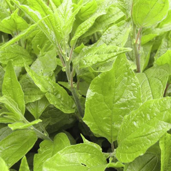 Imagem de Chá de Parietaria - Parietaria Officinalis - 100g