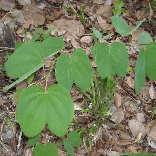 Chá de Pata de Vaca do Nordeste - Bauhinia Forficata L. 100g - Grupo Rocha Saúde Imagem de Chá de Pata de Vaca do Nordeste - Bauhinia Forficata L. 100g