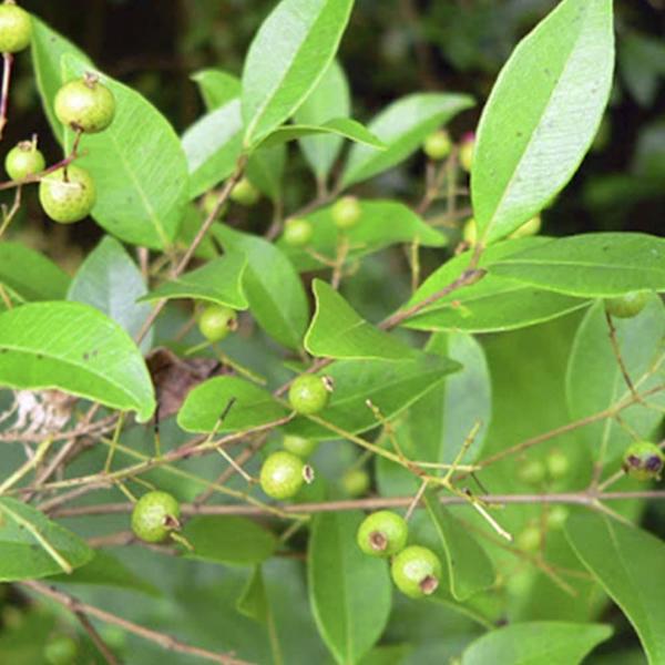 Imagem de Chá De Pedra Ume Caá - Myrcia Sphaerocarpa D.C. - 100G