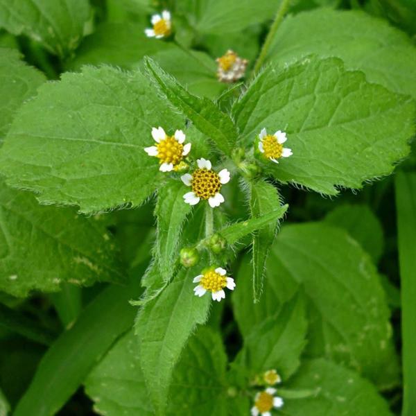 Imagem de Chá De Picão Branco - Galinsoga Parviflora Cav. - 100G