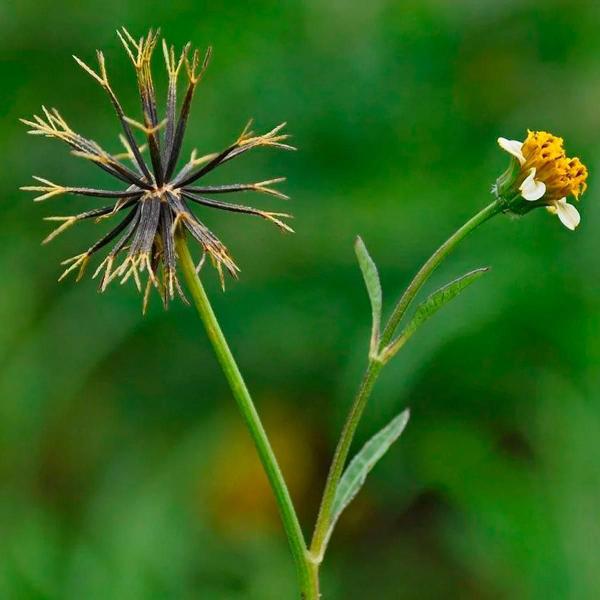 Imagem de Chá De Picão Preto - Bidens Pilosa - 100G