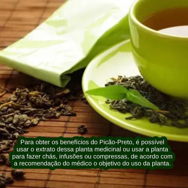 Imagem de Chá De Picão Preto Gourmet Tea Brasil 30G