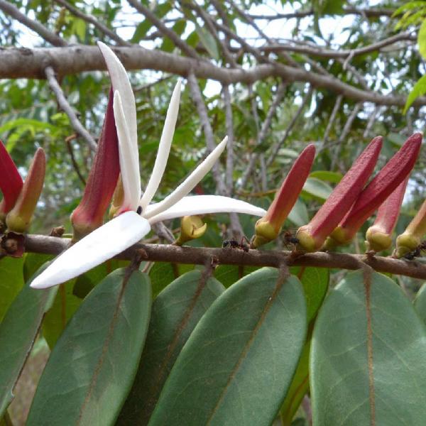 Chá de Pimenta de Macaco - Xylopia Aromatica - 100g - Grupo Rocha Saúde Imagem de Chá de Pimenta de Macaco - Xylopia Aromatica - 100g