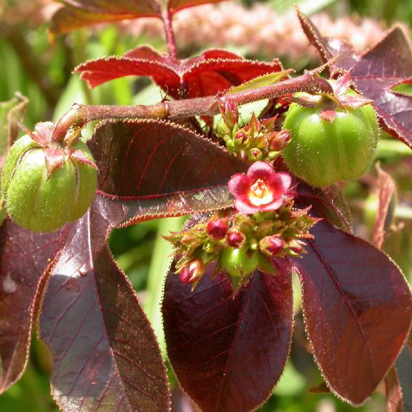 Imagem de Chá de Pinhão Roxo - Jatropha gossypiifolia - 100g