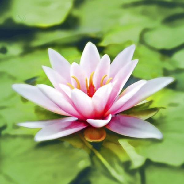 Chá de Raíz de Lótus - Nelumbo Nicifera Gaertn. - 50g - Grupo Rocha Saúde Imagem de Chá de Raíz de Lótus - Nelumbo Nicifera Gaertn. - 50g