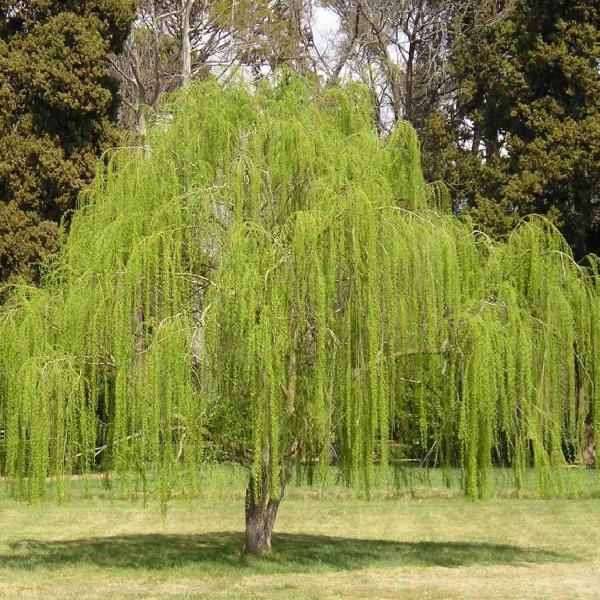 Chá de Salgueiro Branco Salix Alba 50g - Grupo Rocha Saúde Imagem de Chá de Salgueiro Branco Salix Alba 50g