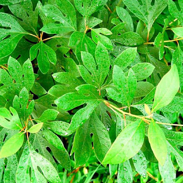 Chá de Sassafraz Rasurado Ocotea Odorifera 100g - Grupo Rocha Saúde Imagem de Chá de Sassafraz Rasurado Ocotea Odorifera 100g