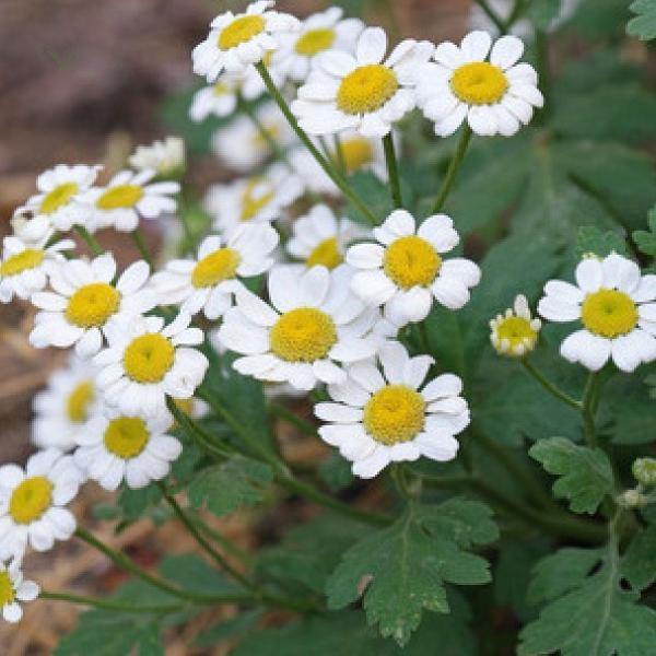 Imagem de Chá de Tanaceto  Tanacetum parthenium  100g