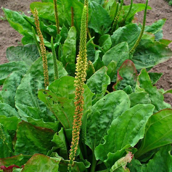 Chá de Tanchagem - Plantago major L. - 100g - Rocha Saúde Imagem de Chá de Tanchagem - Plantago major L. - 100g