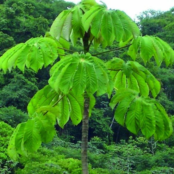 Imagem de Chá De Umbaúba - Embaúba - Cecropia Hololeuca Miquel - 50G