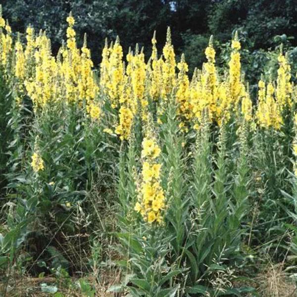 Imagem de Chá De Verbasco - Verbascum Thapsus - 50G