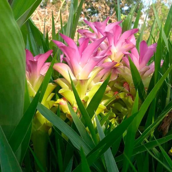 Chá de Zedoária - Curcuma Zedoaria - 50g - Rocha Saúde Imagem de Chá de Zedoária - Curcuma Zedoaria - 50g