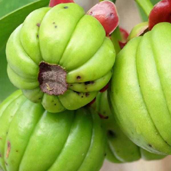 Chá Garcínia - Garcinia cambogia Desr - 100g - Rocha Saúde Imagem de Chá Garcínia - Garcinia cambogia Desr - 100g