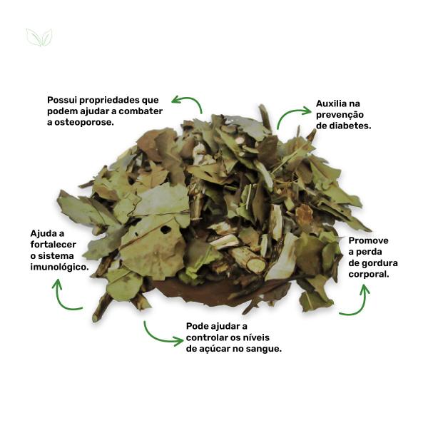 Chá Verde Nacional - Camellia Sinensis - 100g - Rocha Saúde Imagem de Chá Verde Nacional - Camellia Sinensis - 100g