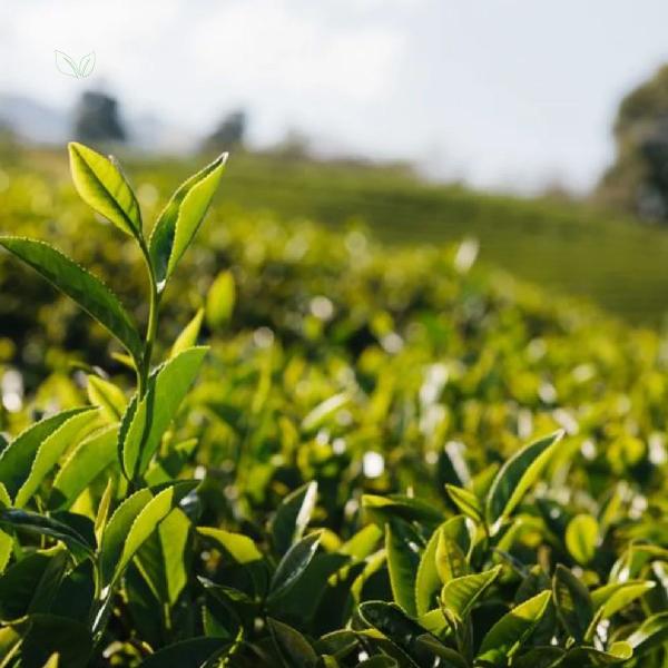 Chá Verde Nacional - Camellia Sinensis - 100g - Rocha Saúde Imagem de Chá Verde Nacional - Camellia Sinensis - 100g