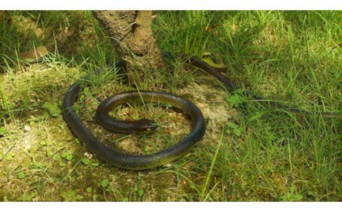 Imagem de Cobra De Borracha Serpente Macia Pegadinha Brinquedo 115 Cm