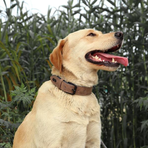 Imagem de Coleira de cachorro Didog de couro macio acolchoado respirável para cães