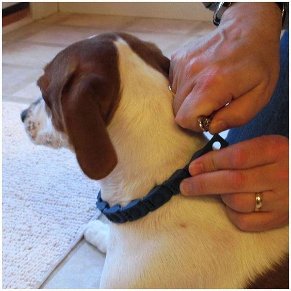 Coleira de treinamento para cães Don Sullivan Perfect Dog ajustável - Wokex Imagem de Coleira de treinamento para cães Don Sullivan Perfect Dog ajustável