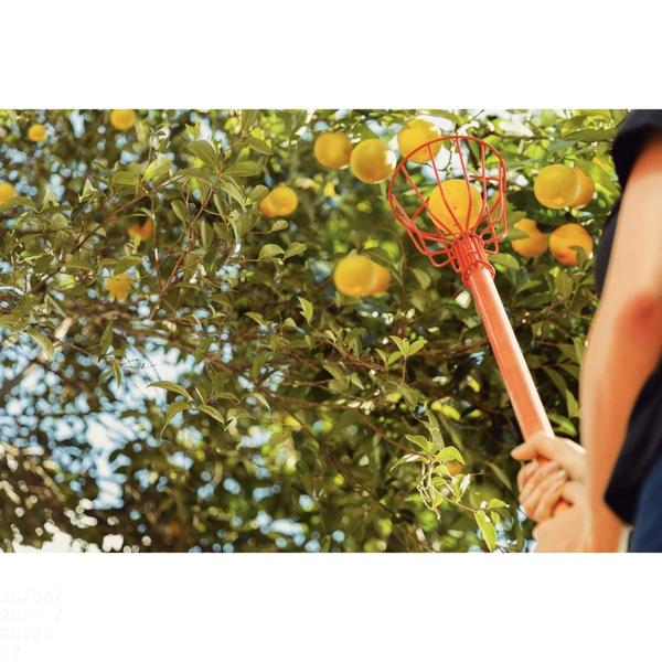 Imagem de Colhedor de Frutas Médio Tramontina em Aço sem Cabo