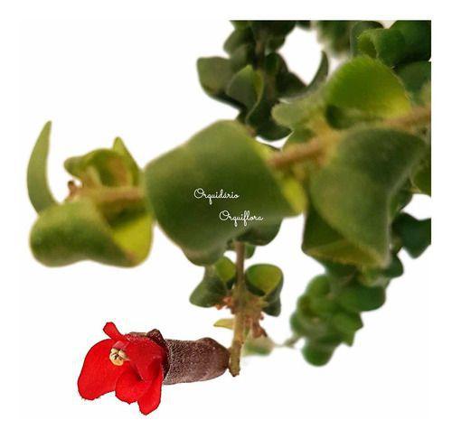 Imagem de Columeia Crespa Dobrada Aeschynanthus Rasta Planta Natural