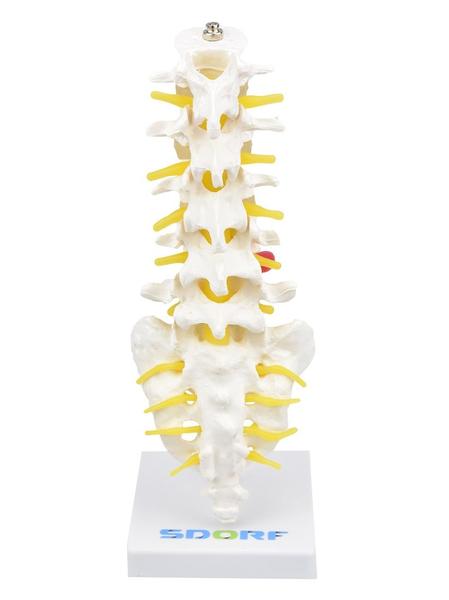 Imagem de Coluna Lombar Esqueleto - Anatomia