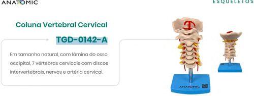 Imagem de Coluna Vertebral Cervical Anatômico Tamanho Real Com Base