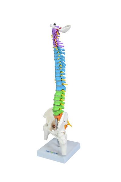 Imagem de Coluna Vertebral Colorida e Flexível de 40 cm com Base