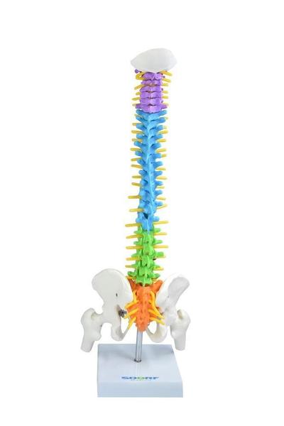 Imagem de Coluna Vertebral Colorida E Flexível De 40 Cm Com Base