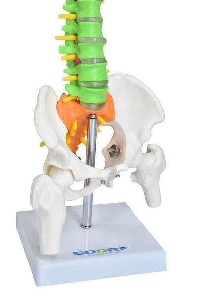 Imagem de Coluna Vertebral Colorida E Flexível De 40 Cm Com Base