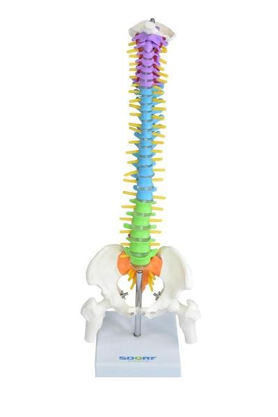 Imagem de Coluna Vertebral Colorida E Flexível De 40 Cm Com Base