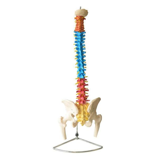 Coluna Vertebral Flexível Colorida Em Tamanho Natural - Anatomic Imagem de Coluna Vertebral Flexível Colorida Em Tamanho Natural