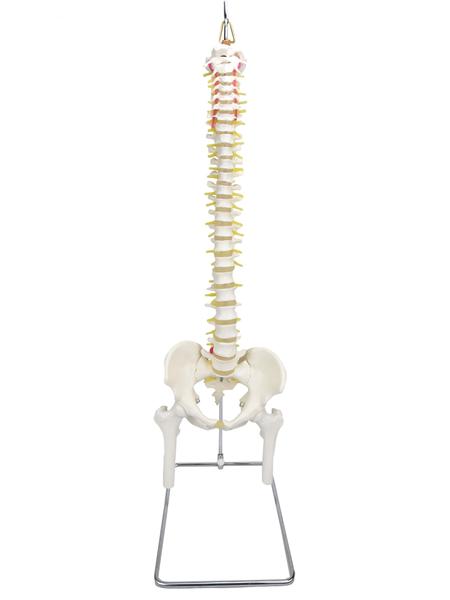 Imagem de Coluna Vertebral Flexível Pelve parte Fêmur Esqueleto